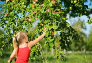 kid is picking an apple from the tree