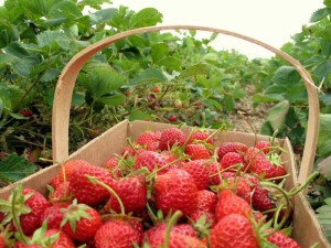 Summer is strawberry picking season